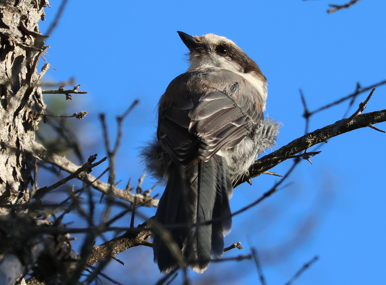 Canada Jay