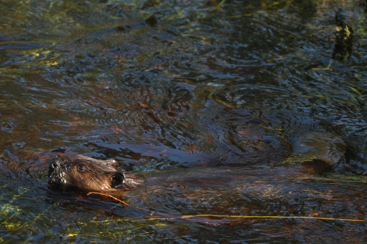 Canadian Beaver