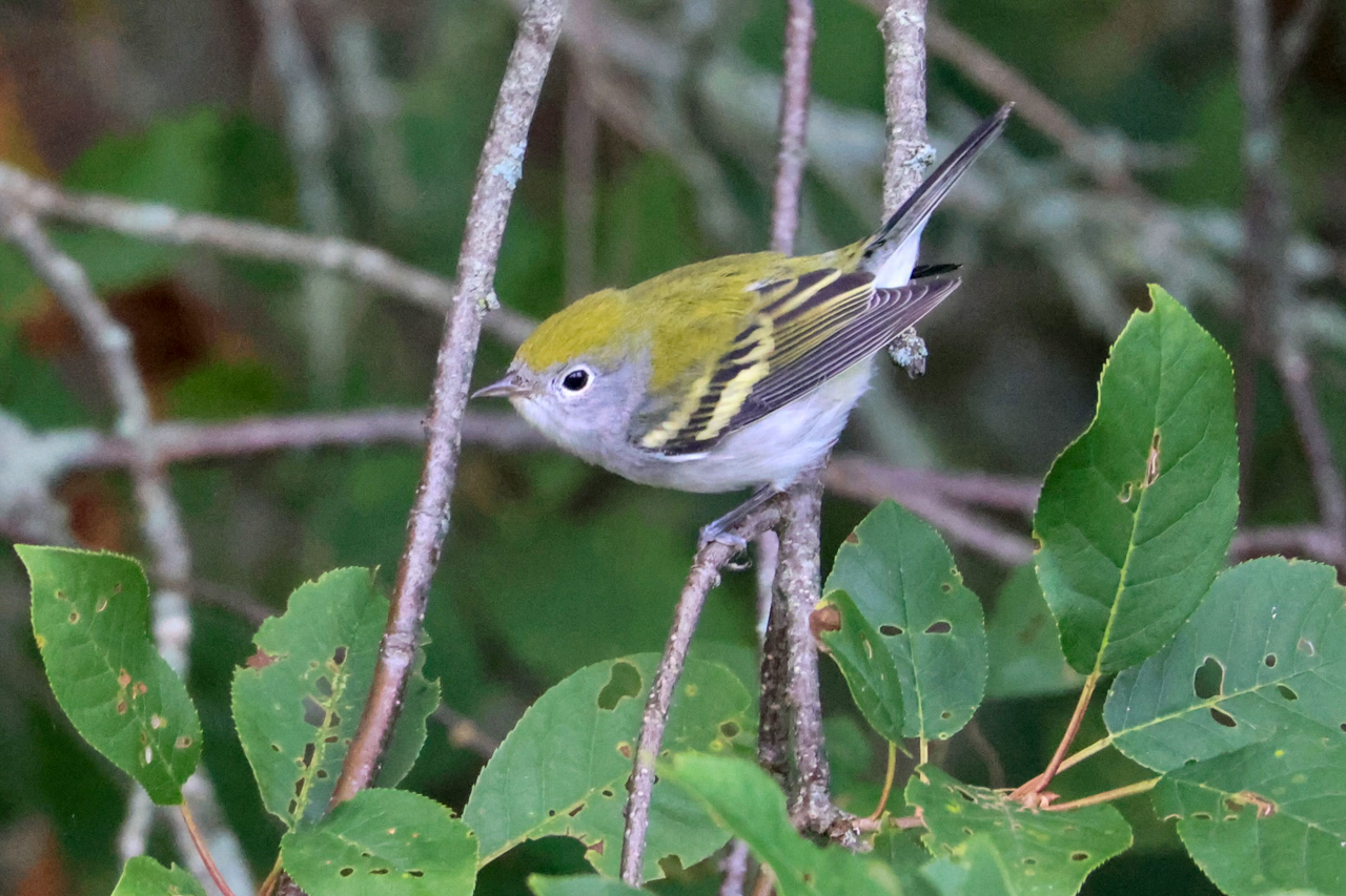 Chestnut-sided Warbler