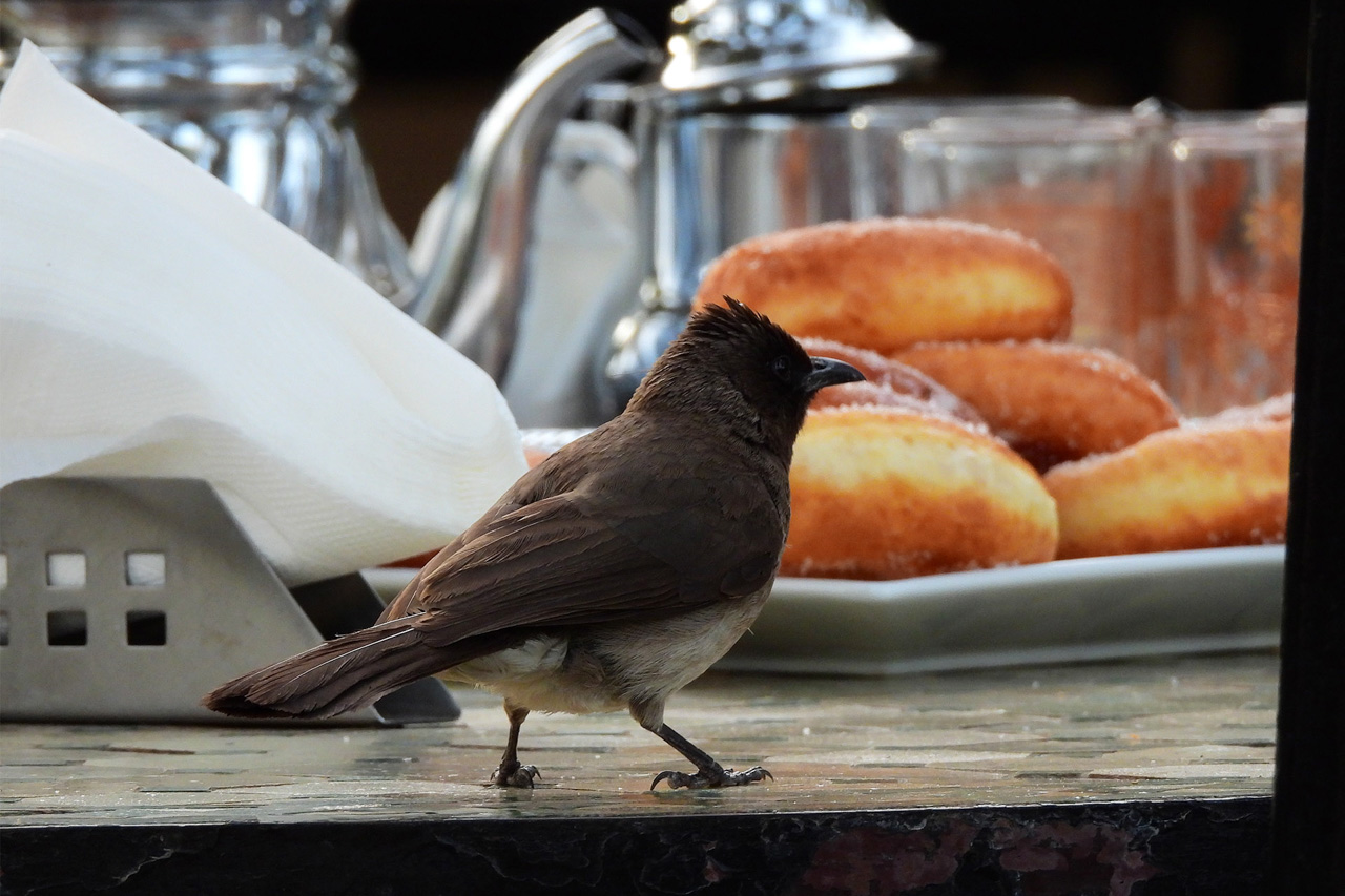 Common Bulbul