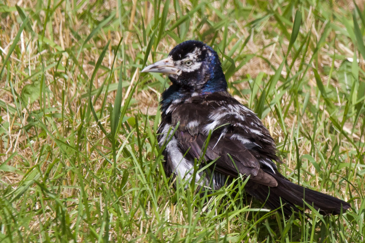 Common Grackle