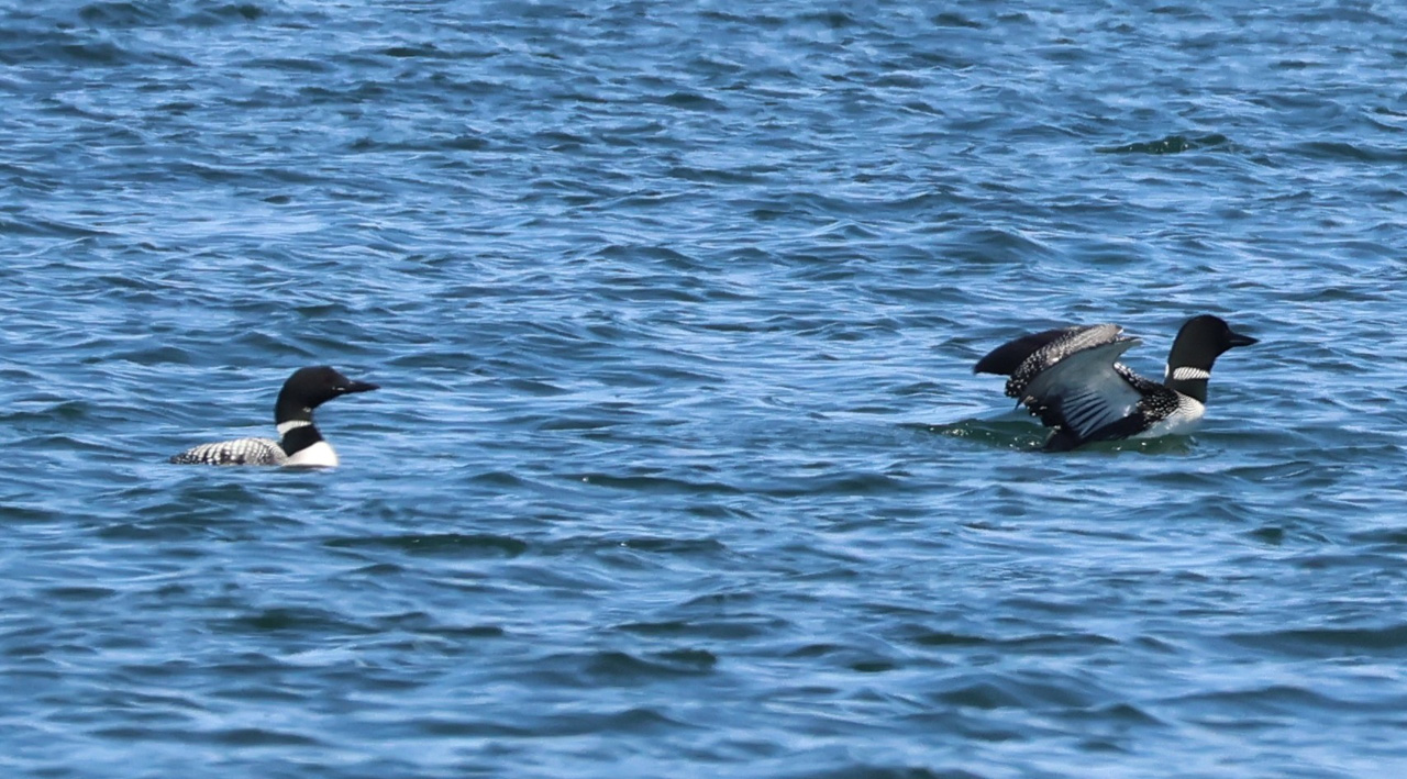 Common Loons