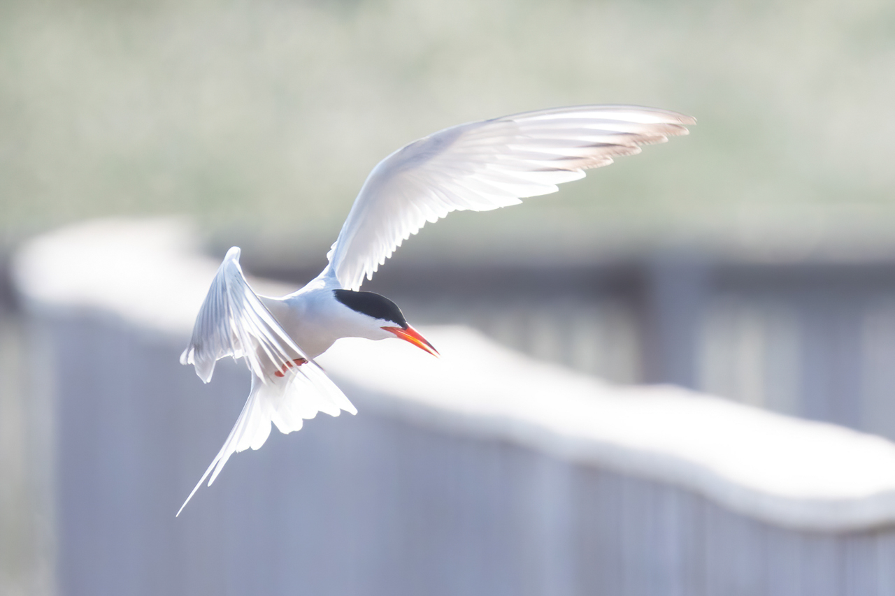 Common Tern
