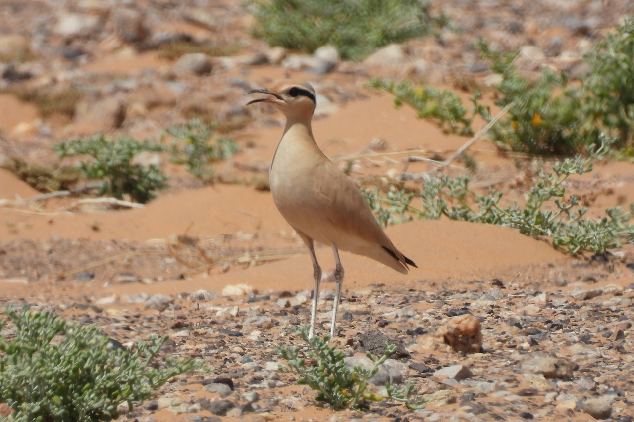 Cream-coloured Courser