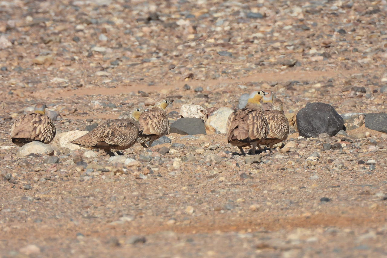 Crowned Sandgrouse