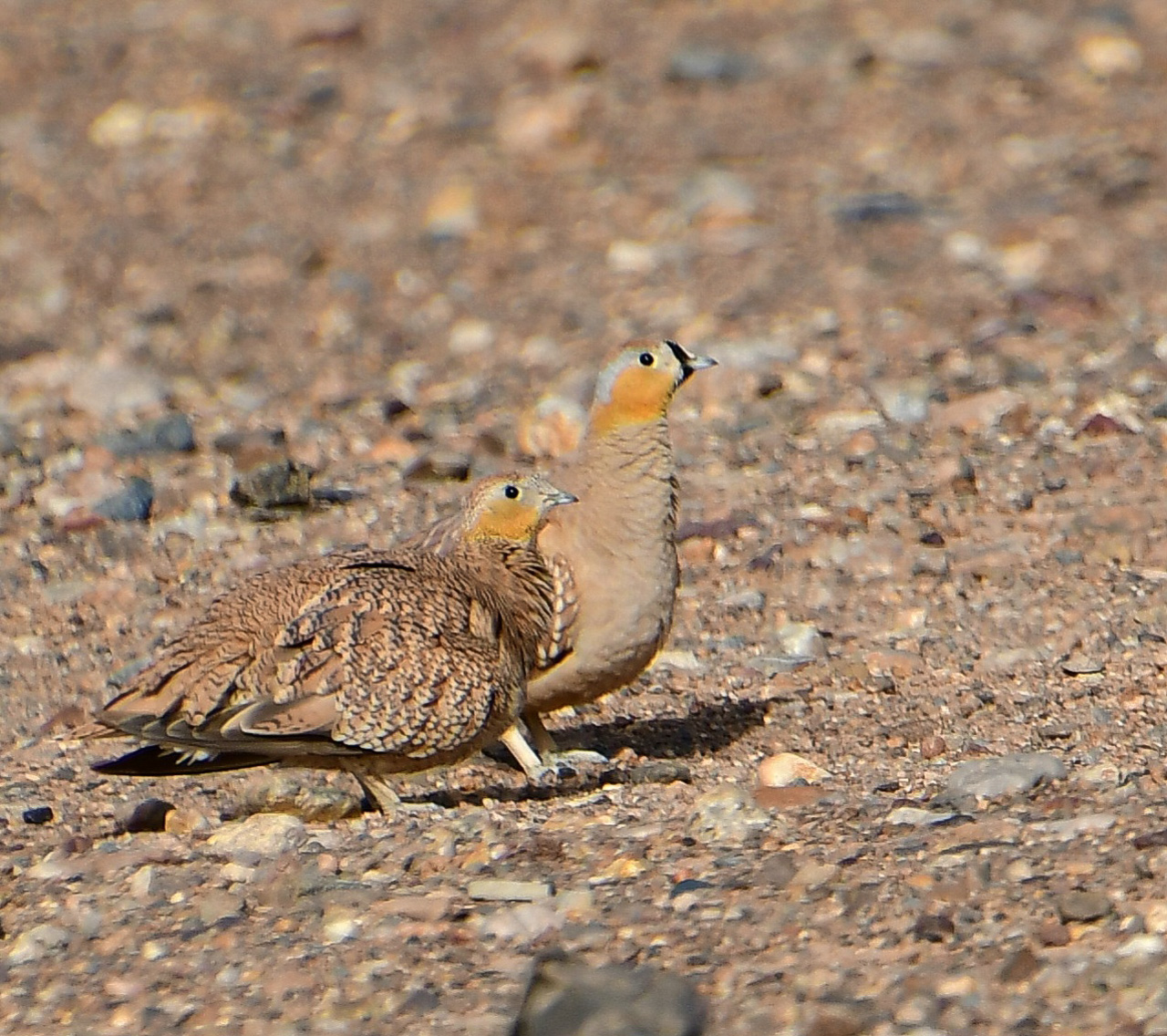 Crowned Sandgrouse 