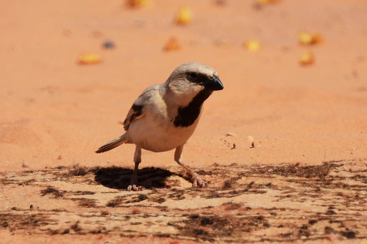 Desert Sparrow