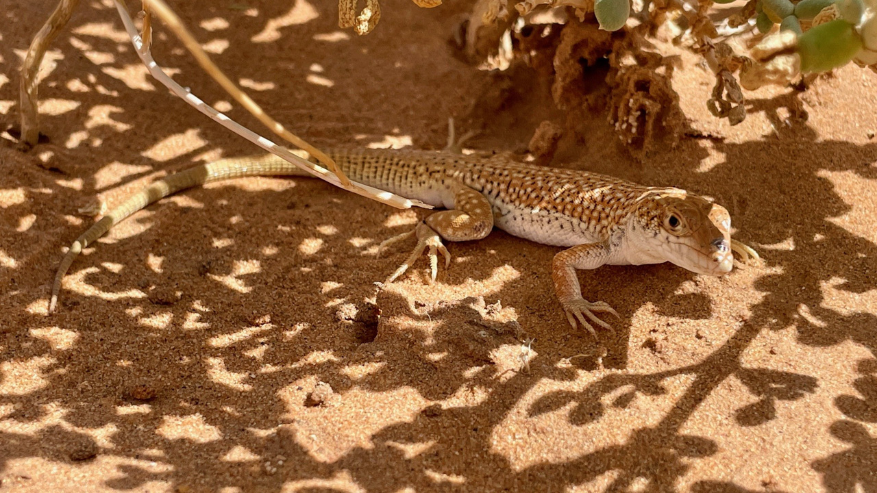 Dumeril's Fringe-fingered Lizard