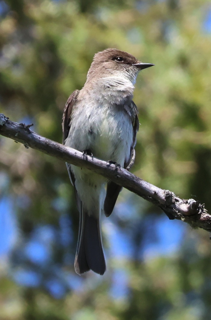 Eastern Phoebe