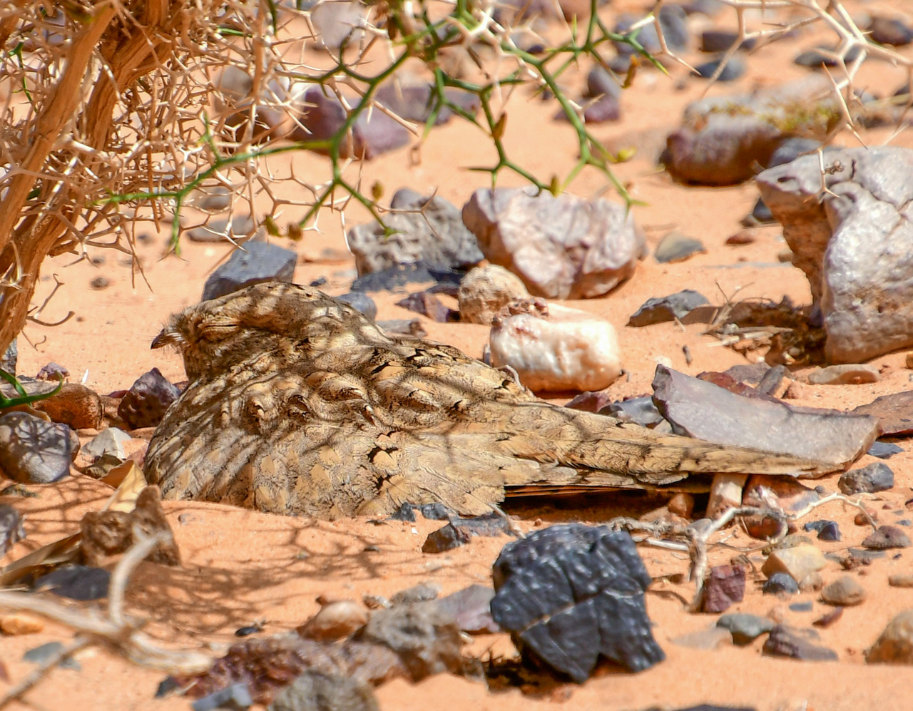 Egyptian Nightjar 