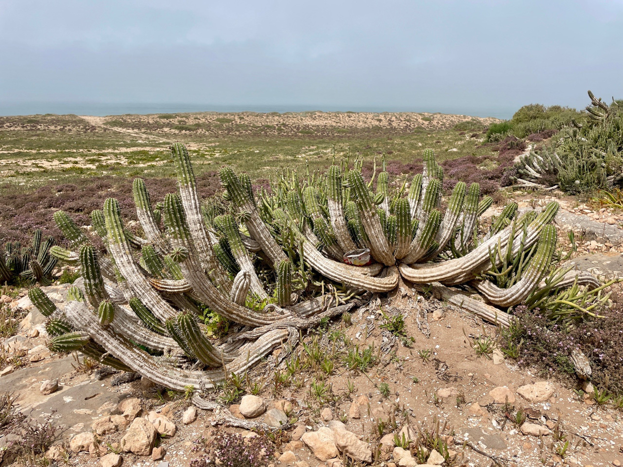 Euphorbia officinarum