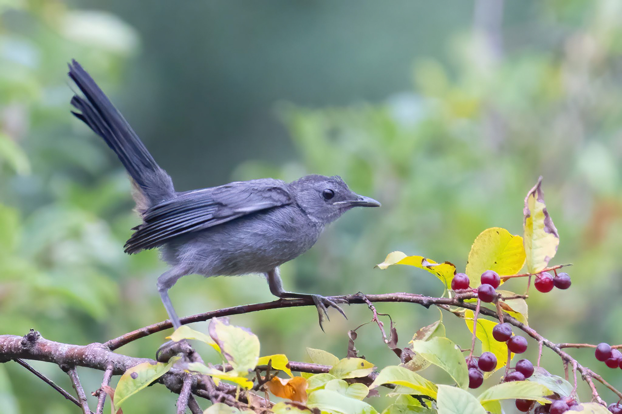 Gray Catbird