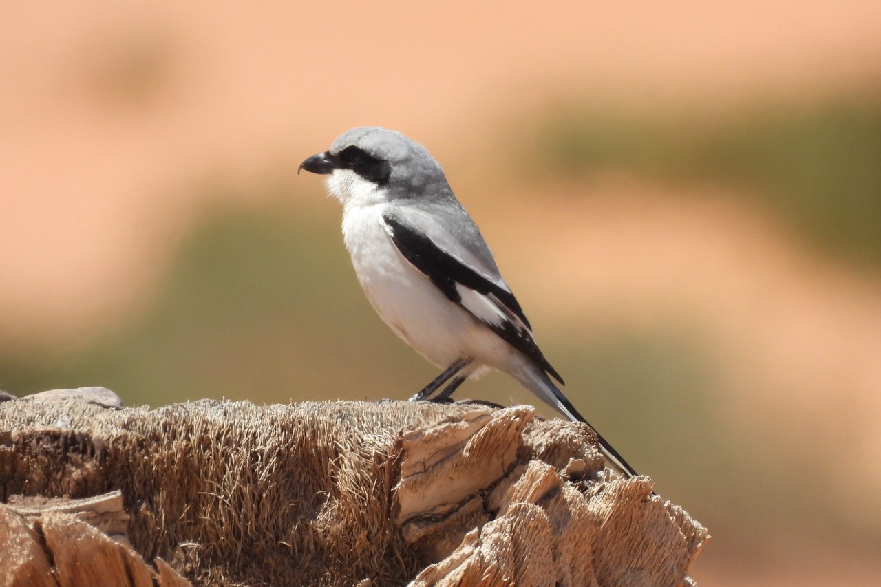Great Gray Shrike (Sahara subspecies)