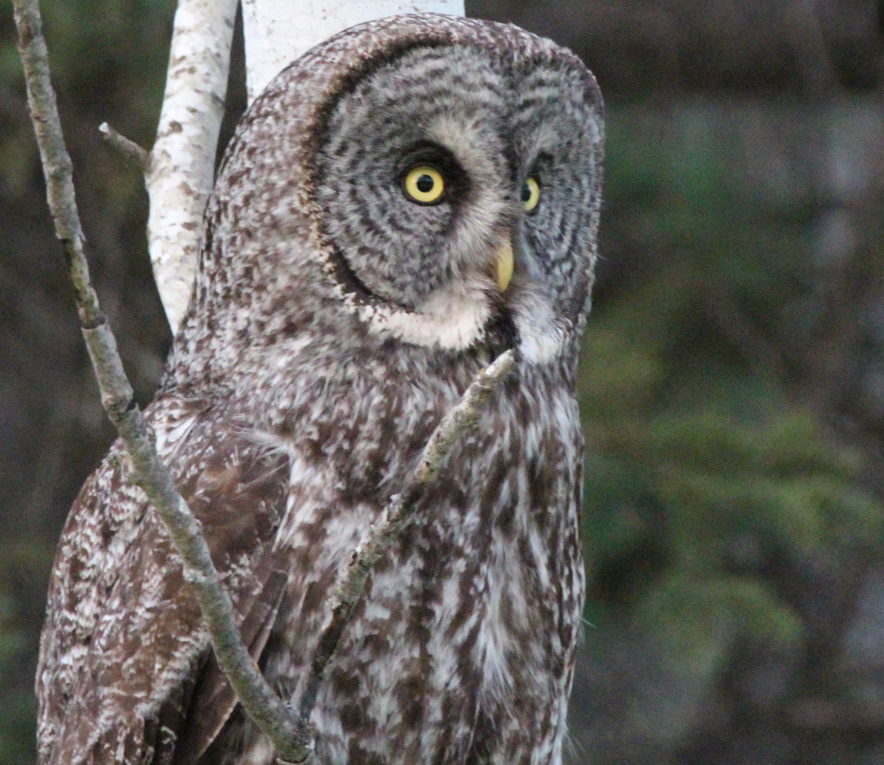 Great Grey Owl