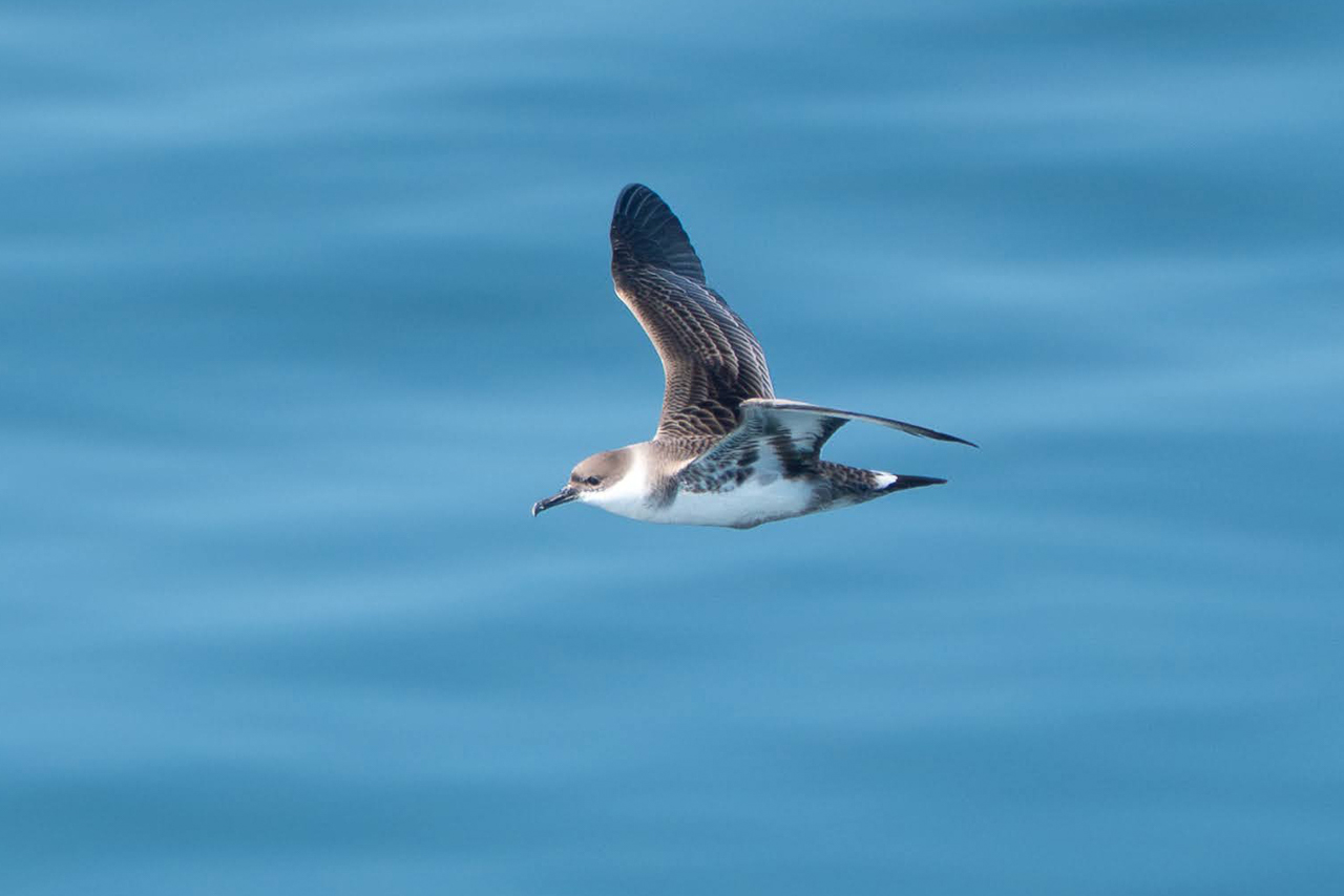 Great Shearwater