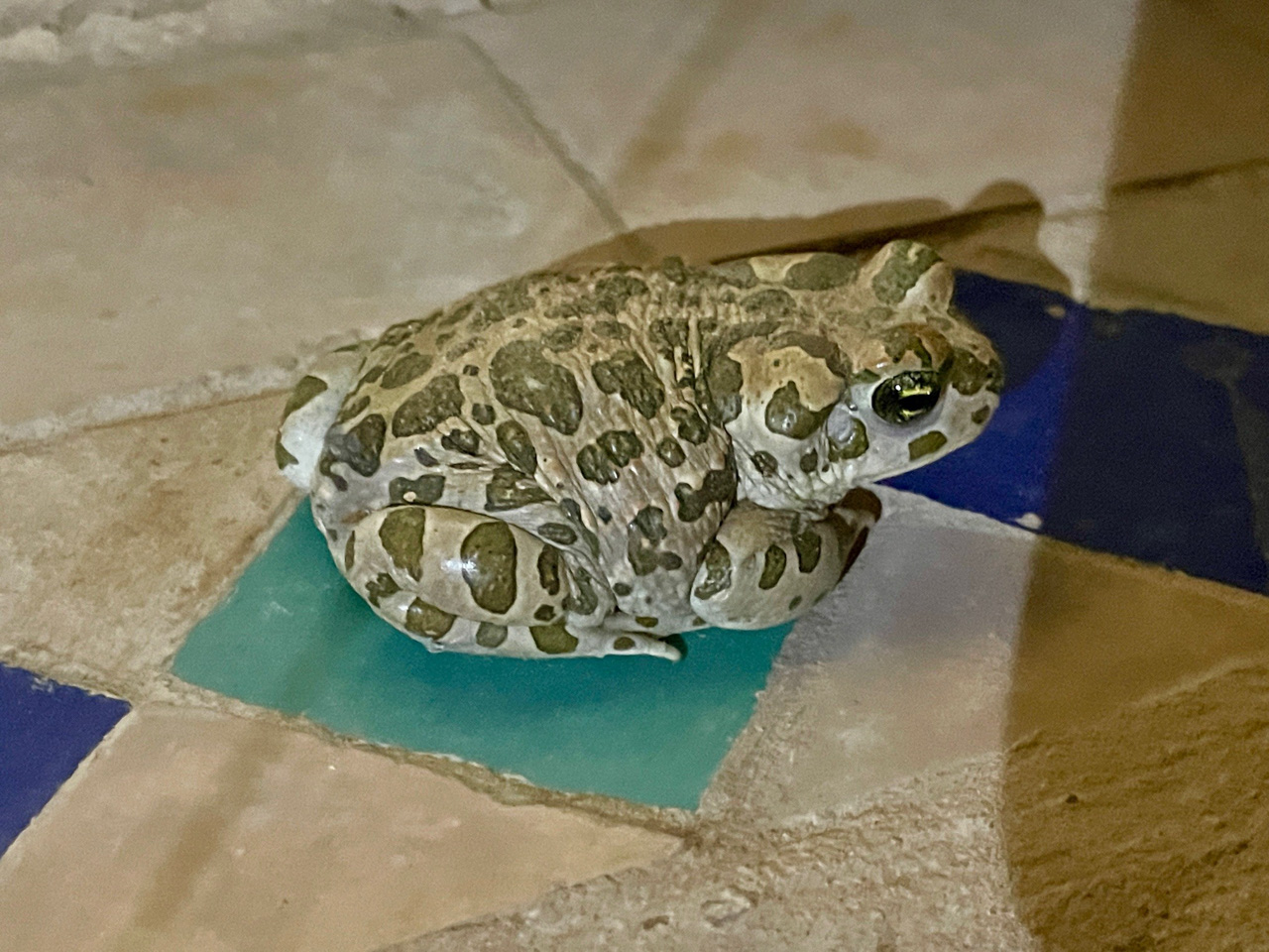 Green Toad