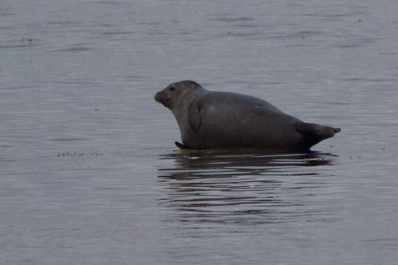 Harbour Seal