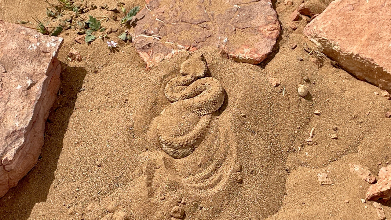 Horned Viper