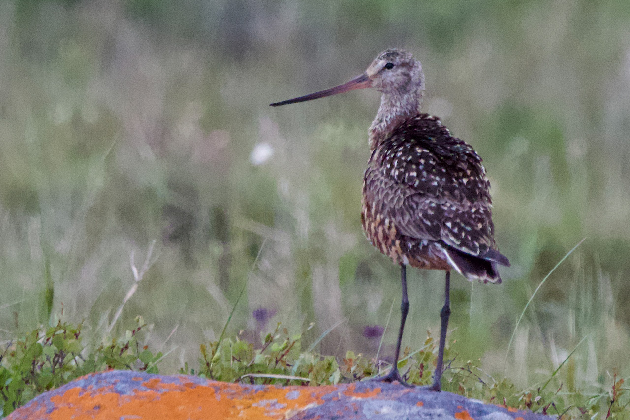 Hudsonian Godwit