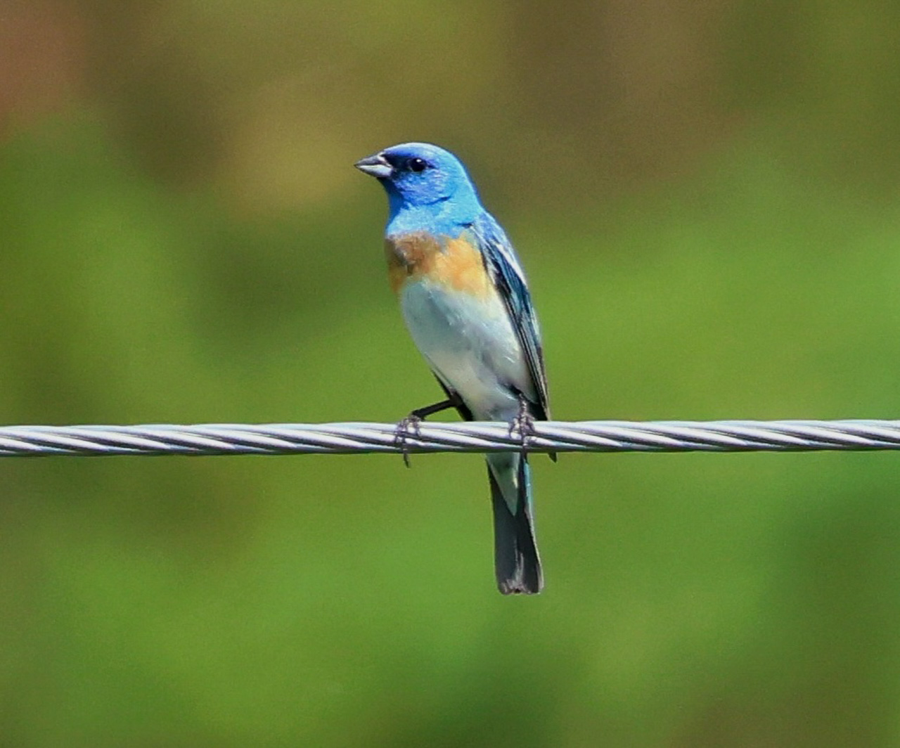 Lazuli Bunting