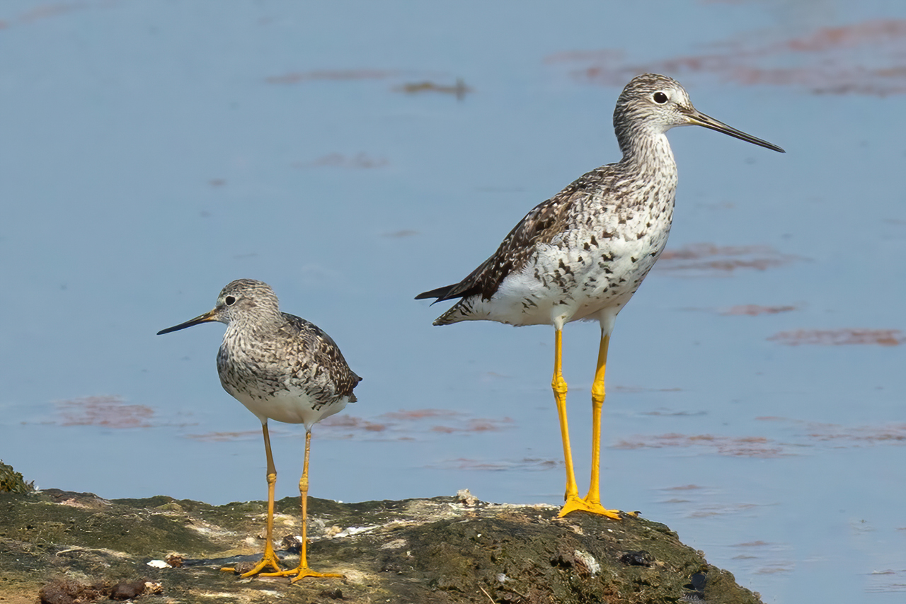 Lesser & Greater Yellowlegs
