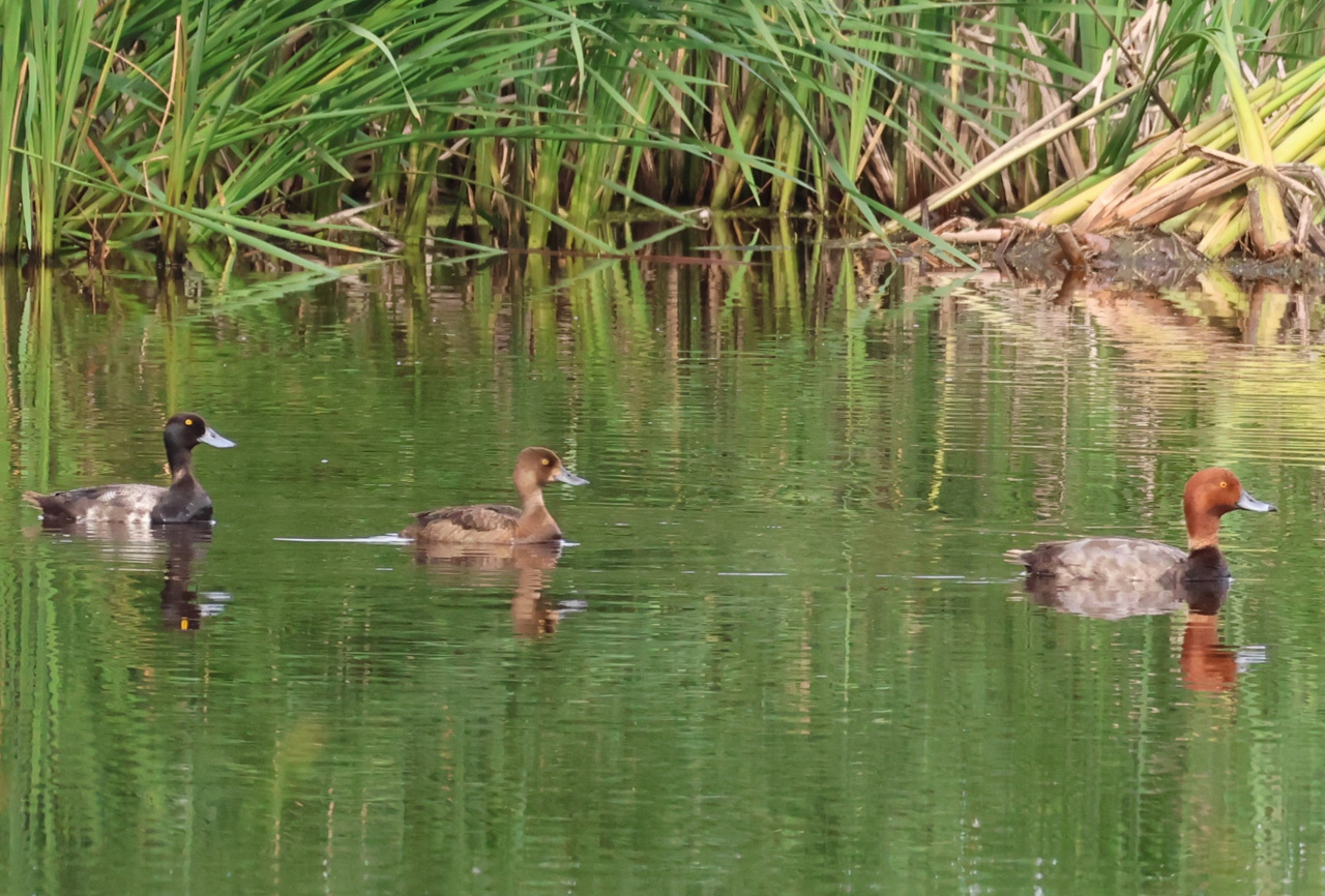 Lesser Scaup & Redhead