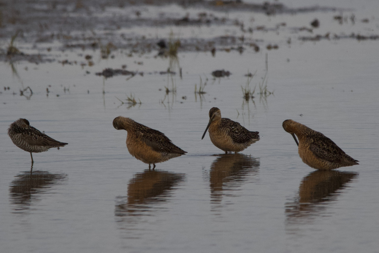 Dowitchers and Stilt Sandpiper