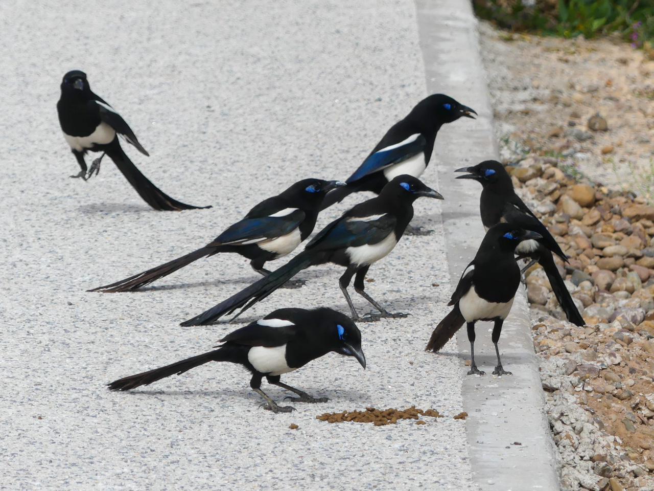 Maghreb Magpies