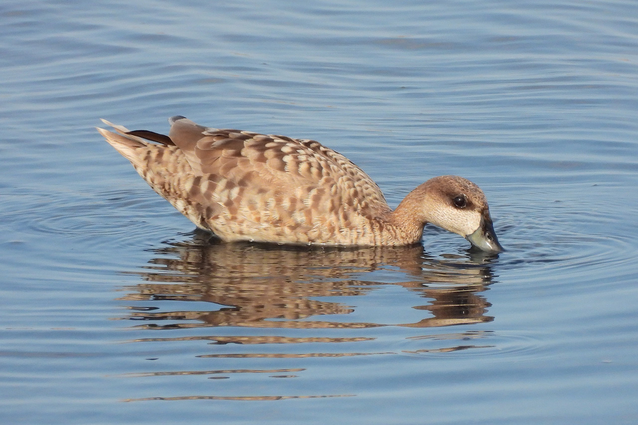 Marbled Duck