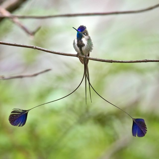 Marvelous Spatuletail