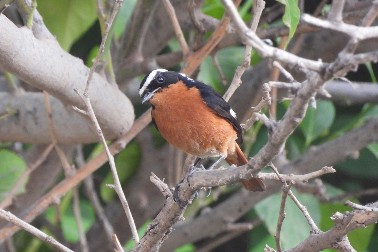 Moussier's Redstart