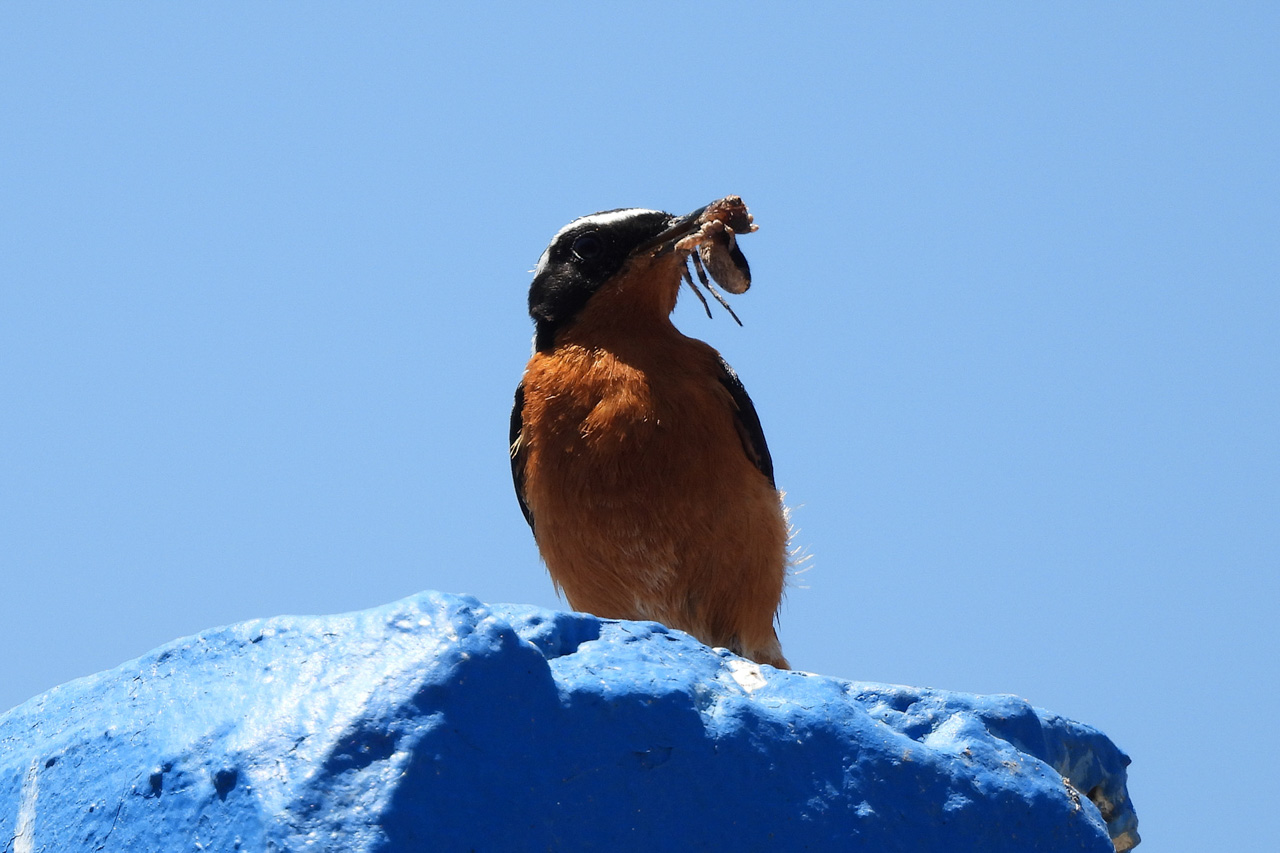 Moussier's Redstart