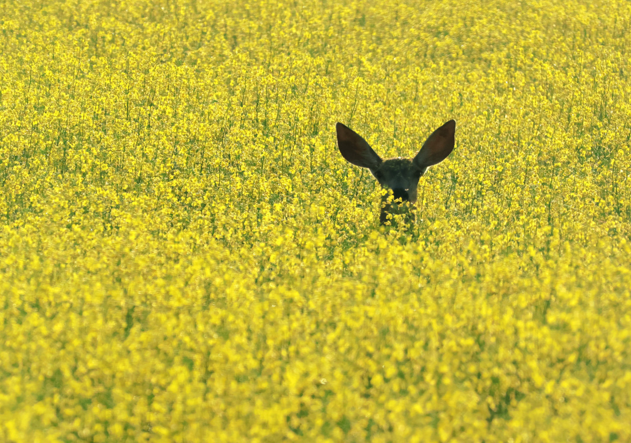 Mule Deer