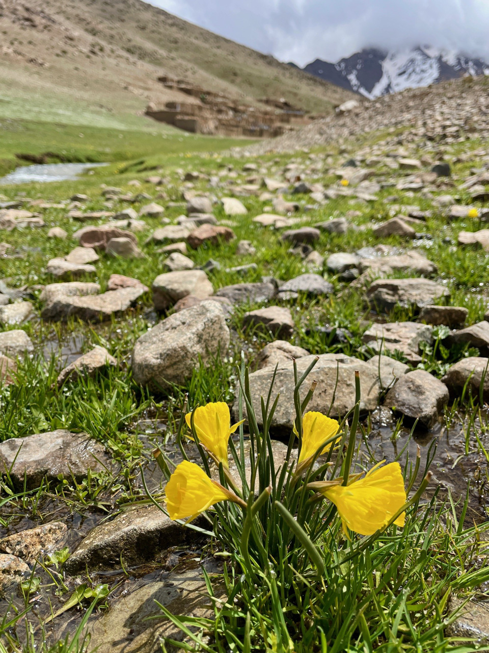 Narcissus bulbocodium