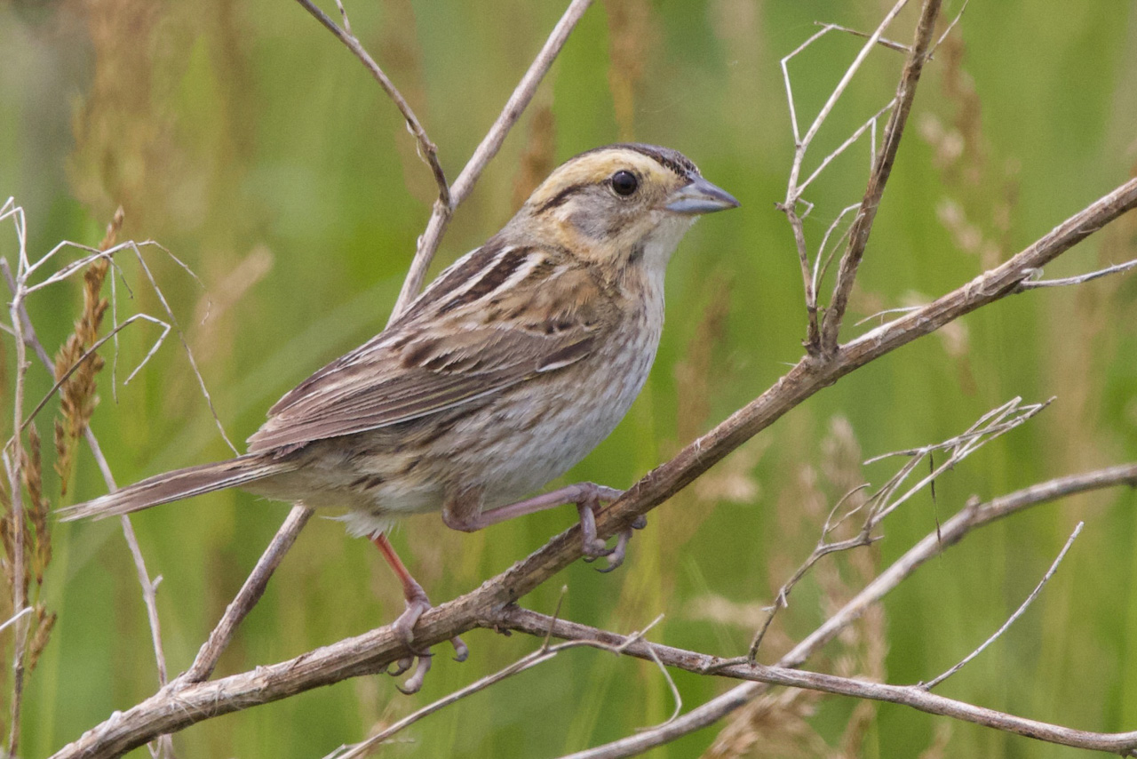 Nelson's Sparrow
