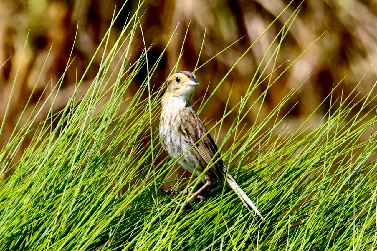 Nelson’s Sparrow