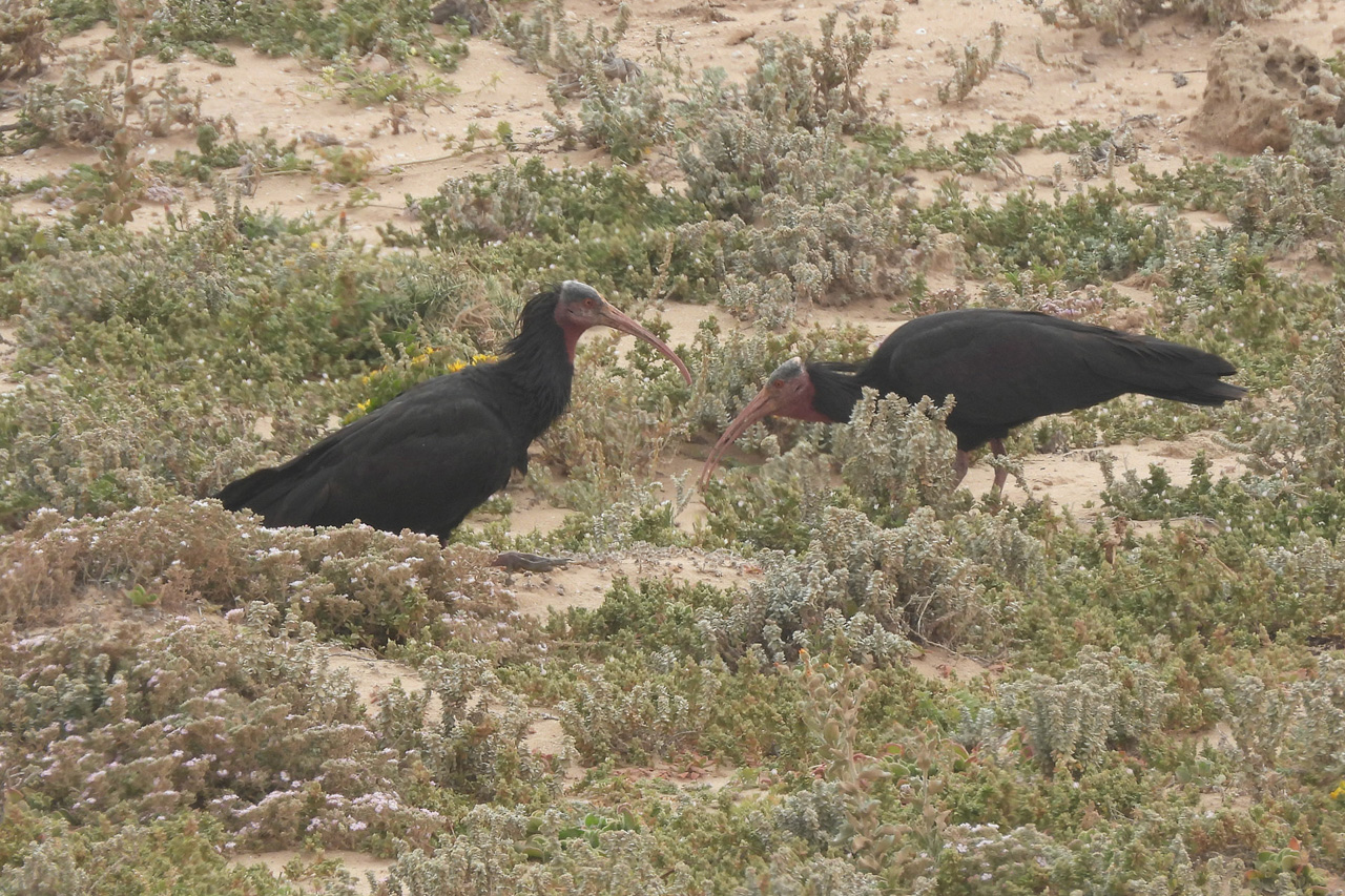 Northern Bald Ibis