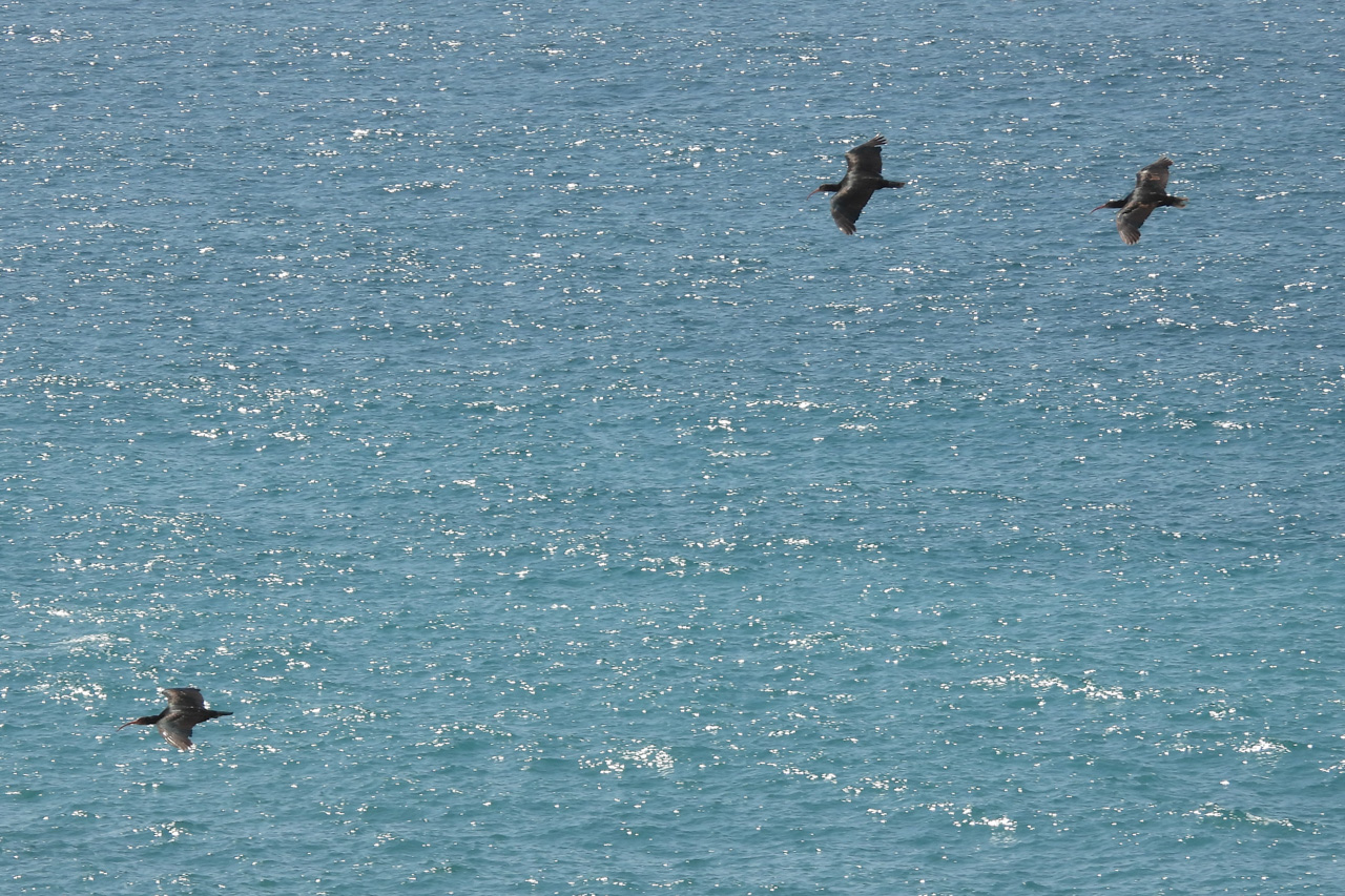 Northern Bald Ibis