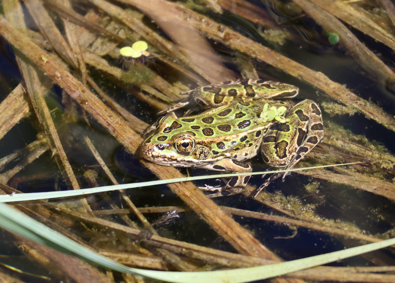 Northern Leopard Frog