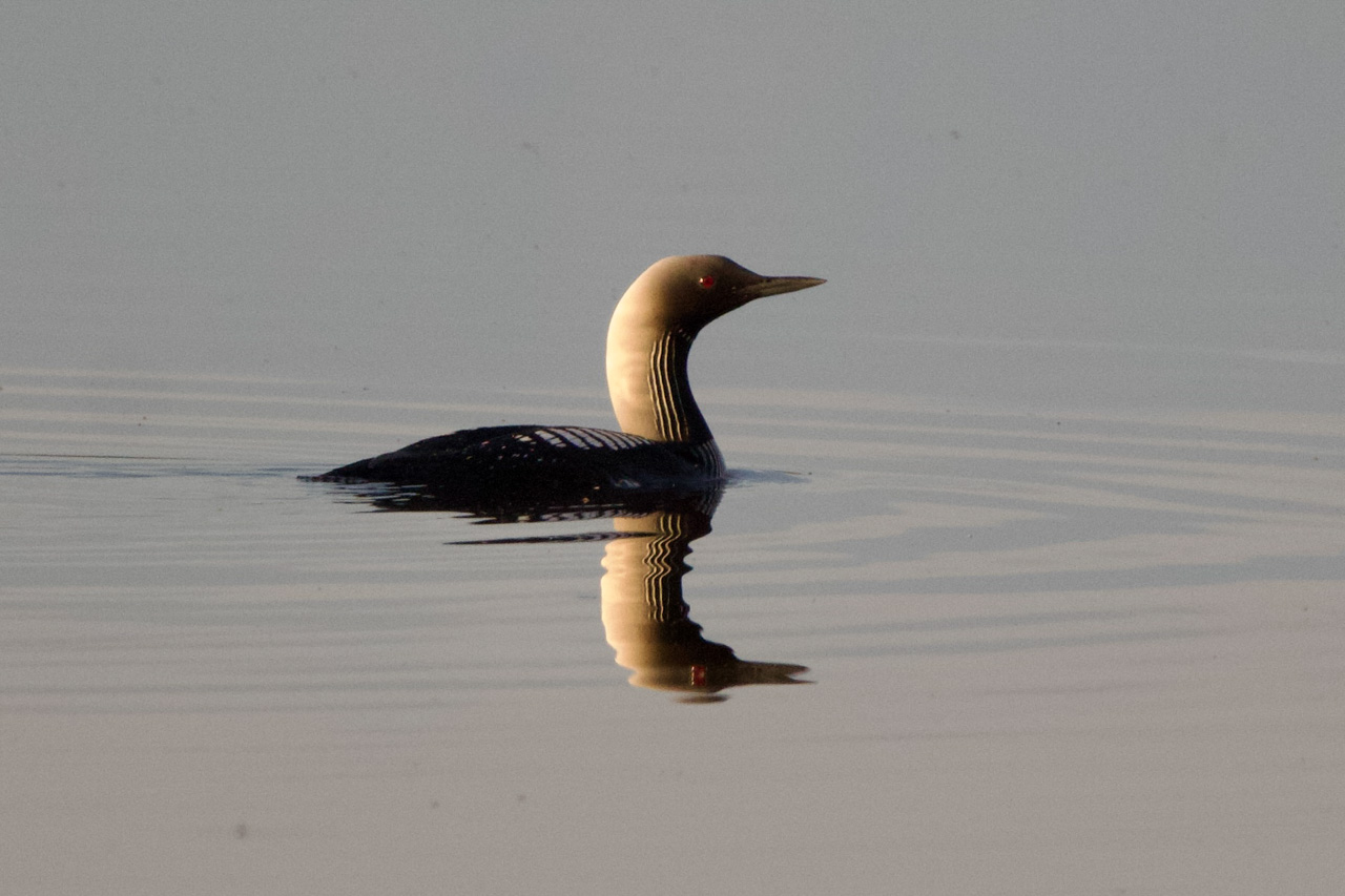 Pacific Loon