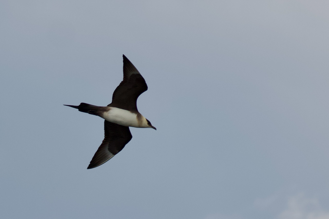 Parasitic Jaeger