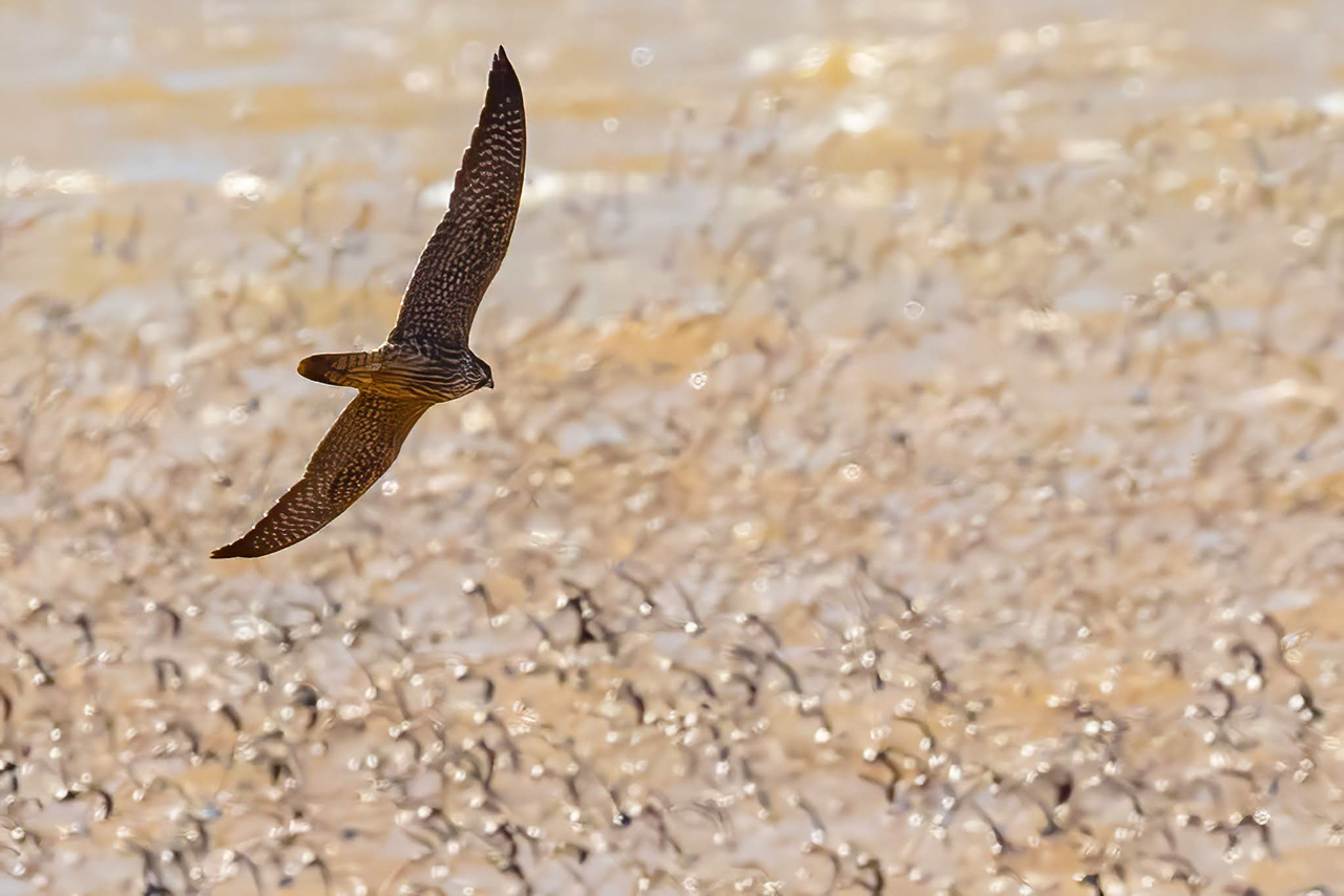 Peregrine Falcon