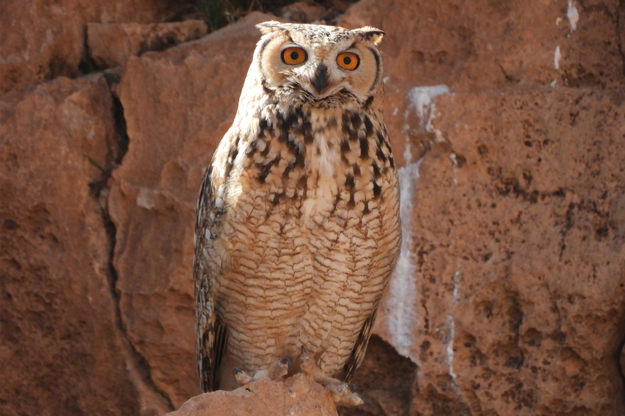 Pharaoh Eagle-Owl