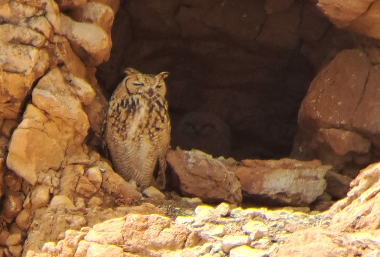 Pharaoh Eagle-Owl