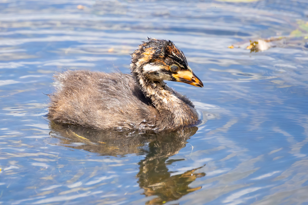 Pied-billed Grebe