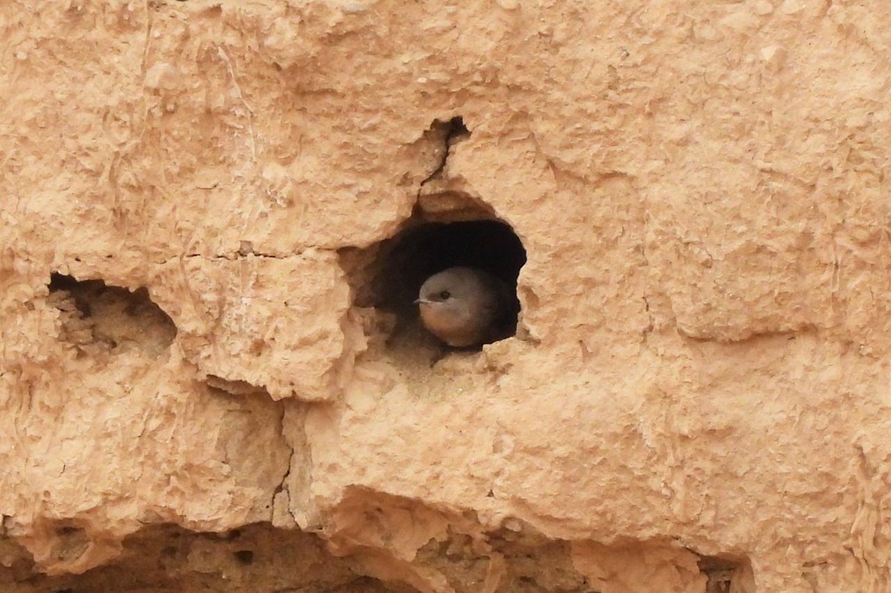 Plain Martin chick