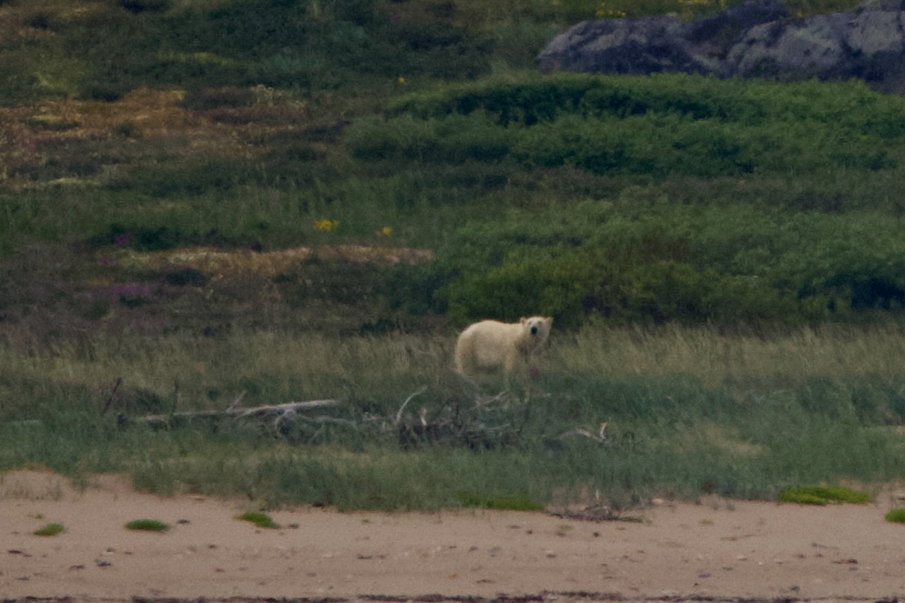 Polar Bear
