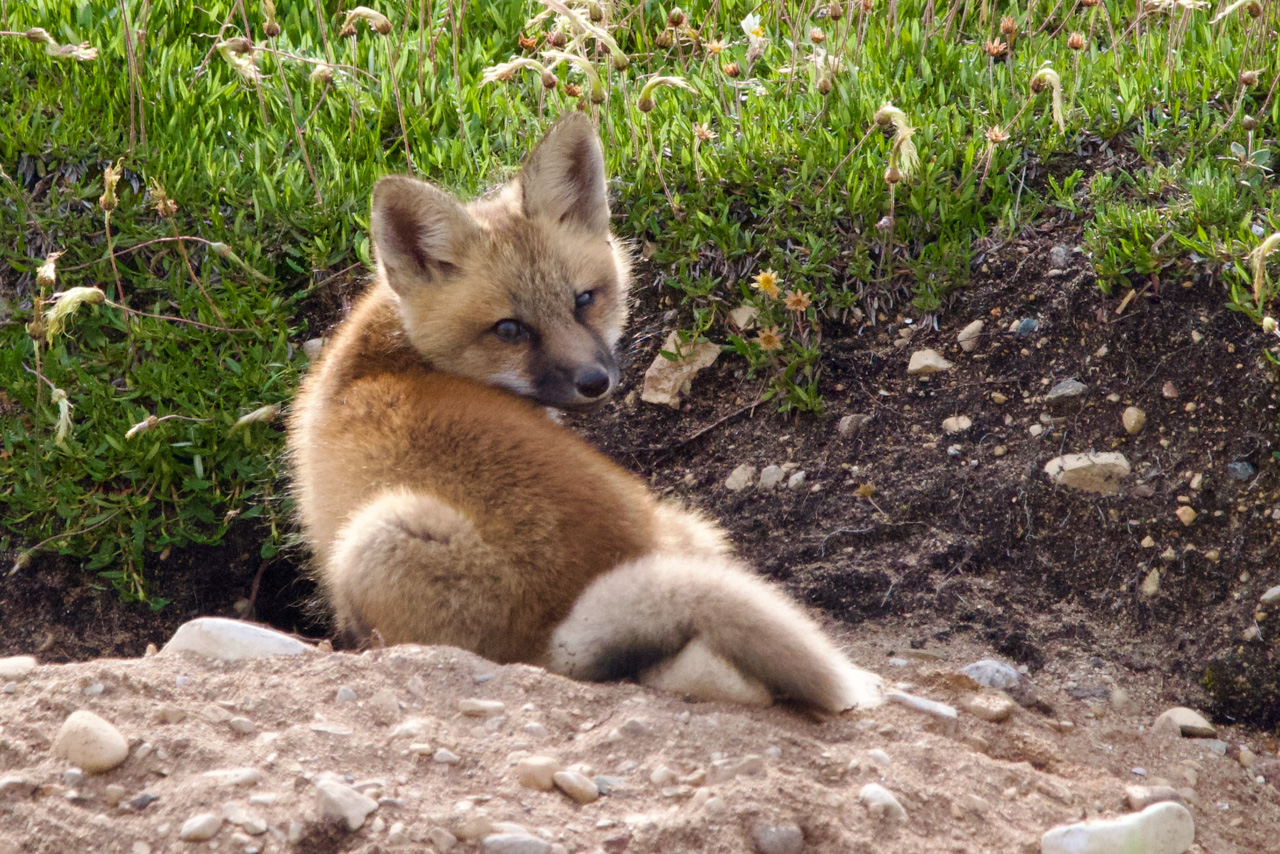 Red Fox