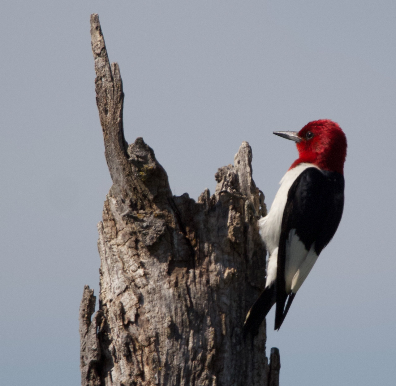 Red-headed Woodpecker