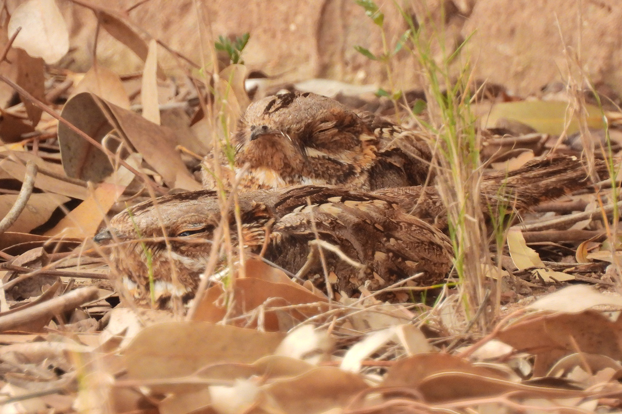 Red-necked Nightjar